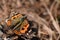 Beautiful  indian red admiral  vanessa indica butterfly.