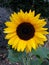 Beautiful indian sunflower