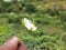 Beautiful Indian White and Pink color wild Passion Flower and fruit in a plant in a nature background