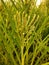 Beautiful Indian young Finger Millet growing agricultural field with evening dramatic sky background