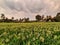 Beautiful Indian young Finger Millet growing agricultural field with evening dramatic sky background