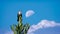 Beautiful Indonesian Wild Bird With Blue Sky and Day Moon