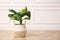 Beautiful indoor banana palm plant on floor in room, space for text. House decoration