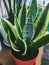 Beautiful indoor flower sansevieria in a pot