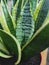 Beautiful indoor flower sansevieria in a pot