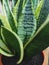 Beautiful indoor flower sansevieria in a pot