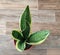 beautiful indoor flower sansevieria in a pot