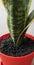 beautiful indoor flower sansevieria in a pot