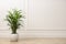 Beautiful indoor palm plant on floor in room, space for text. House decoration