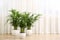 Beautiful indoor palm plants on floor in room, space for text. House decoration