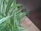 Beautiful indoor plant on the wooden dinning table with a natural table runner.