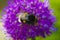 A beautiful industrious insect a bee