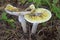 Beautiful inedible mushrooms.