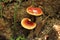 Beautiful inedible mushrooms