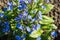 Beautiful inflorescence of brunnera macrophylla close up. Picturesque image of small blue flowers in a garden. Cobalt brunnera