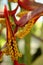 The beautiful inflorescence of the Heliconia collinsiana