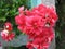 The beautiful inflorescence of ivy-leaf Pelargonium PAC Apricot