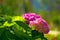 Beautiful inflorescence of pink hydrangea close-up.