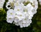 Beautiful inflorescence of white perennial phlox paniculate close-up