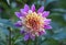 Beautiful Informal Decorative Dahlia Take Off blooming in the summer