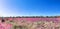 Beautiful infrared panorama landscape with pink grass and trees and a blue sky