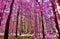 Beautiful infrared view into a purple fantasy forest