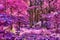 Beautiful infrared view into a purple fantasy forest