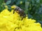 Beautiful insect honey gathering