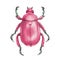 Beautiful insect. Pink beetle with a glossy surface. Can be printed on bags, posters, invitations, cards, phone cases, pillows