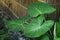 Beautiful insertion of green leaves of Taro root plant