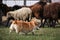 A beautiful and intelligent little shepherd dog. Welsh corgi Pembroke red-white color with a cropped tail grazing sheep. Sports