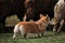 A beautiful and intelligent little shepherd dog. Welsh corgi Pembroke red-white color with a cropped tail grazing sheep. Sports