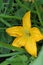 Beautiful intense yellow pumpkin flower overgrown