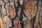 Beautiful interesting texture of rough bumpy Crimean pine bark of pine tree foreground closeup