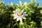 Beautiful interesting white flower on the green branches and leaves background