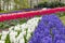 A beautiful interplay of lines including blue and white hyacinths, tulips and Glory of the Snow Chionodoxa in the flower park Ke