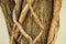 Beautiful intertwined tree roots background