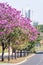 Beautiful Ipe tree with pink flowers of Campo Grande