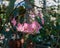 Beautiful Irene Nuss Begonia flowers at a botanical garden in California