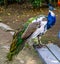 Beautiful iridescent peacock standing on a bench, peafowl in the colors white, blue, brown and green, color and pigment mutations
