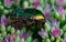 beautiful iridescent summer beetle on green flower