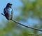 Beautiful Iridescent Swallowtail Bird