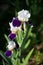 Beautiful iris blooming