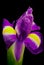 Beautiful Iris flower