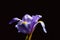 Beautiful Iris flower on black.