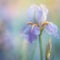 Beautiful iris flower on a blurred background. Soft focus.