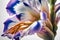 Beautiful iris flower close-up. Shallow depth of field