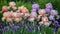 Beautiful iris flowers in the garden. Beautiful summer iris flowers