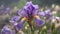 Beautiful iris flowers in the garden. Selective focus