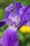 Beautiful iris in the summer garden, macro